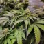 Blimburn Seeds Semena konoplje Grizzly Purple Kush Feminized