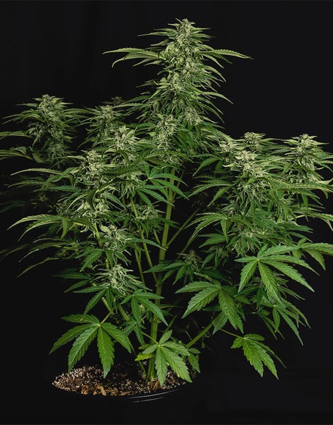 Royal Queen Seeds Семена от канабис Apollo F1 Auto
