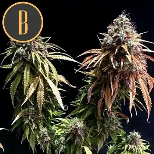 Blimburn Seeds Semi di Cannabis Cafe Racer Femminizzati