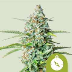 Royal Queen Seeds Hanfsamen Northern Light Auto