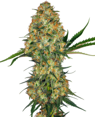 Sensi Seeds Kanepiseemned Hindu Kush® Feminized, 3-10 tk