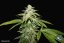 T.H.Seeds™ Seminte de canabis Watermelon Ultra, pachet special limitat 710, feminizate