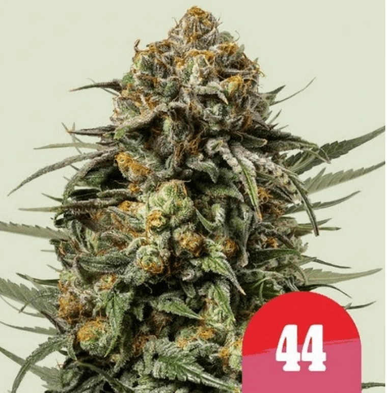 Royal Queen Seeds Seminte de Canabis Gelato 44 Feminizate