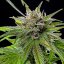 Royal Queen Seeds Seminte de canabis Blue Cheese feminizate