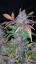Semințe de Cannabis Fast Buds Fastberry Auto