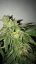 T.H.Seeds™ Seminte de canabis Shiloh Z, pachet 5+1, feminizate