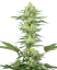 Sensi Seeds Semințe de canabis White Gorilla Haze feminizate de White Label, 3-10 buc.