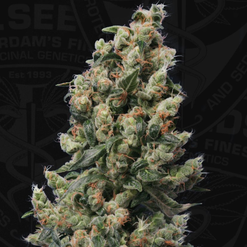 T.H.Seeds™ Graines de cannabis Kushage™, paquet de 5+1, féminisées
