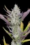 Fast Buds Sjemenke kanabisa Ljepilo za vjenčanja Auto