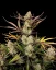 Fast Buds Cannabis Seeds Apple Strudel Auto