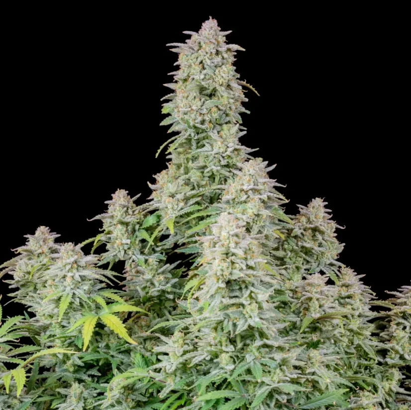 Fast Buds Semi di Cannabis Forbidden Runtz Auto