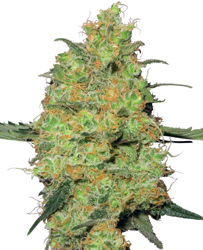Sensi Seeds Cannabis Seeds Master Kush Feminiseret af White Label, 3-10 stk.