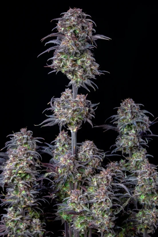 Fast Buds Sjemenke konoplje Blueberry Auto