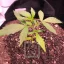 Blimburn Seeds Semințe de canabis Grizzly Purple Auto