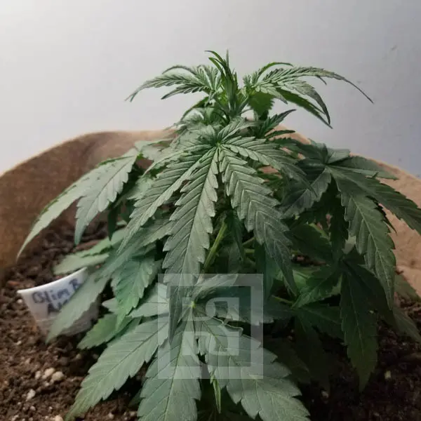 Blimburn Seeds Kanapių sėklos AK Auto