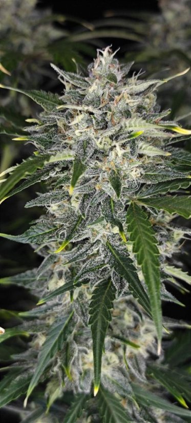 Fast Buds Sjemenke kanabisa Sour Jealousy Auto