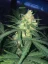 Fast Buds Cannabis Seeds West Coast O.G. Auto