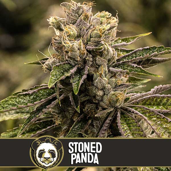 Blimburn Seeds Semena konoplje Stoned Panda Feminized