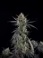 Fast Buds Насіння канабісу Pound Cake Auto