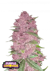 Fast Buds Насіння канабісу Фіолетовий лимонад Авто