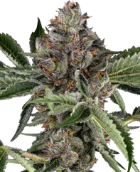 Sensi Seeds Cannabis Seeds Papaya Jealousy Feminized