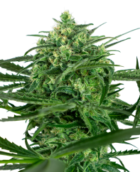Sensi Seeds Semințe de canabis Sensi Amnesia® feminizate, 3-10 buc.