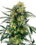 Sensi Seeds Seminte de canabis Blueberry Zkittlez Automatic Feminizate, 3-10 buc