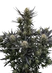 Fast Buds Cannabis Seeds  Guava Auto RF3 Feminized