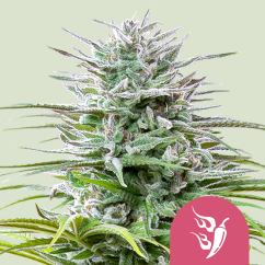 Royal Queen Seeds Seminte de canabis Speedy Chile - Feminizate rapid
