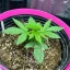 Blimburn Seeds Cannabis Seeds Cafe Racer Feminiseret