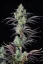 Fast Buds Cannabis Seeds Mimosa Cake Auto
