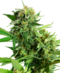 Sensi Seeds Seminte de canabis Blackberry Cake feminizate, 3-10 buc