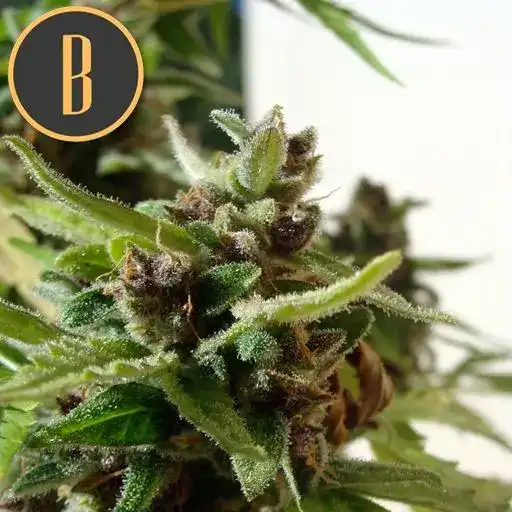 Blimburn Seeds Semená kanabisu Mamba Negra CBD Auto