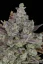 Fast Buds Sjemenke konoplje Gorilla Cookies Auto