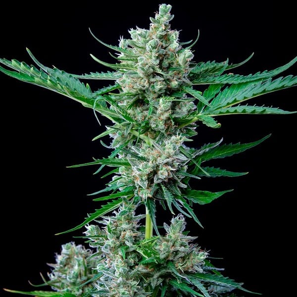 Royal Queen Seeds Семена от канабис Royal Bluematic Auto