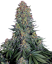 Sensi Seeds Semințe de canabis Blue Skunk® feminizate, 3-10 buc.