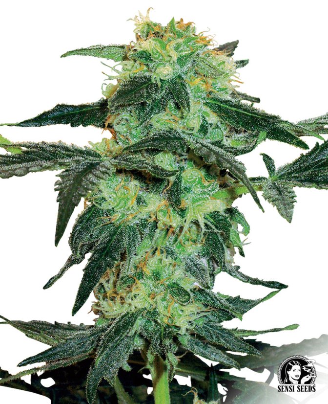 Sensi Seeds Seminte de canabis White Ice Regular by White Label, 10 buc