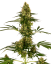 Sensi Seeds Seminte de canabis Blue Bullet Automatic® feminizate, 3-10 buc.