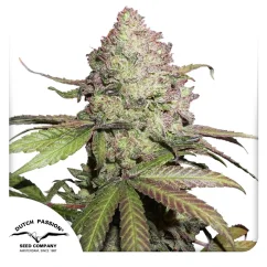 Dutch Passion Cannabisfrø CBD Auto Charlotte's Angel® Autoflowering