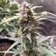 Blimburn Seeds Semințe de canabis Grizzly Purple Auto
