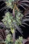 Fast Buds Cannabis Seeds Mimosa Cake Auto