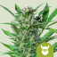 Royal Queen Seeds Seminte de canabis Royal Dwarf Auto
