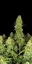 Fast Buds Sjemenke kanabisa Sour Jealousy Auto