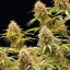 Royal Queen Seeds Semillas de cannabis Amnesia Haze Auto