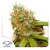 Dutch Passion Kanepiseemned Mazar® Feminized