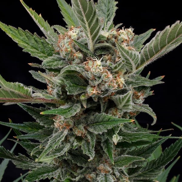 Royal Queen Seeds Seminte de canabis Royal Gorilla feminizate