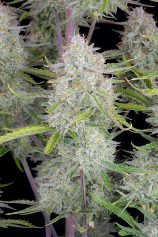 Fast Buds Semi di Cannabis Wedding Cheesecake Auto