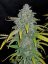 Fast Buds Biji Ganja Blue Dream Auto