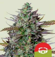 Royal Queen Seeds Σπόροι Κάνναβης GOAT'lato Auto