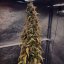 Doctor´s Choice Семена Sour Puffs Photo Feminized